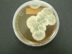 Penicillium notatum